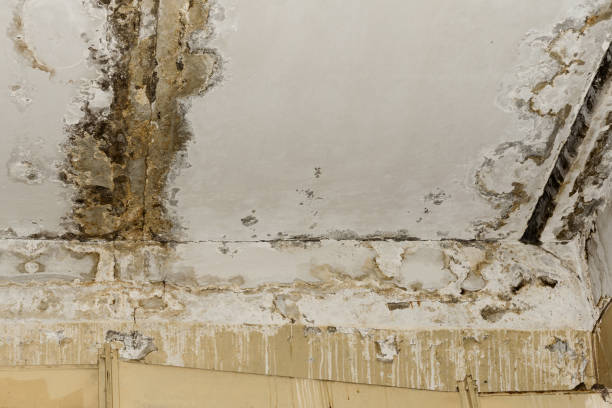 Best Mold Damage Restoration  in Ada, MN